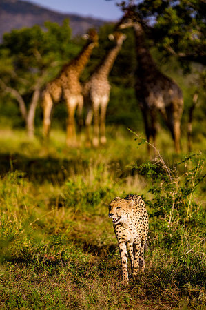 front view of a cheetah - Cheetah (Acinonyx jubatus) and Giraffe (Giraffa camelopardalis), Zululand, South Africa, Africa Stock Photo - Premium Royalty-Free, Code: 6119-09203093