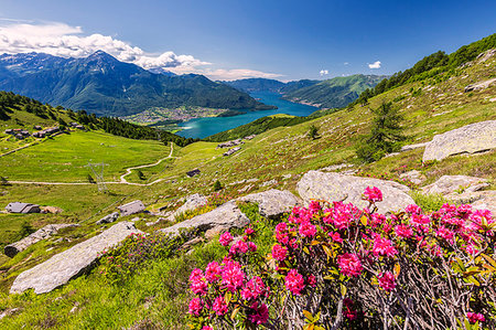 simsearch:400-04961475,k - Rhododendrons on Monte Berlinghera with Alpe di Mezzo and Alpe Pesceda in the background, Sondrio province, Lombardy, Italy, Europe Foto de stock - Sin royalties Premium, Código: 6119-09203016