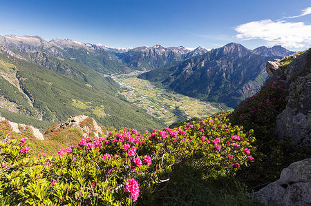 simsearch:6119-09203020,k - Rhododendrons on Monte Berlinghera with Chiavenna Valley in the background, Sondrio province, Lombardy, Italy, Europe Foto de stock - Sin royalties Premium, Código: 6119-09203019