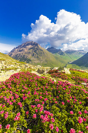 simsearch:6119-09085536,k - Rhododendrons with Val dal Fain in the background, Bernina Pass, Engadine, Graubunden, Switzerland, Europe Photographie de stock - Premium Libres de Droits, Code: 6119-09203191