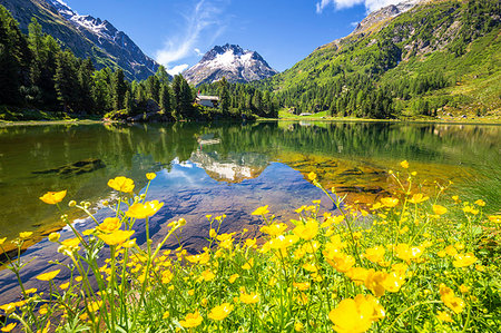 Summer flowers at Lake Cavloc, Forno Valley, Maloja Pass, Engadine, Graubunden, Switzerland, Europe Photographie de stock - Premium Libres de Droits, Code: 6119-09203198