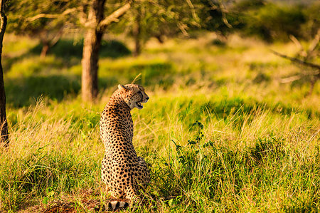 Cheetah (Acinonyx jubatus), Zululand, South Africa, Africa Stock Photo - Premium Royalty-Free, Code: 6119-09203103