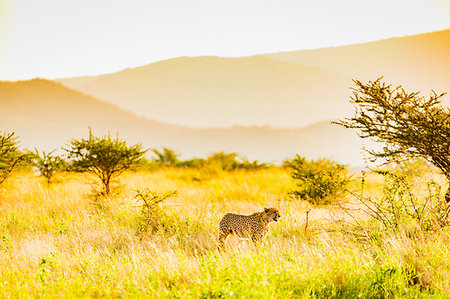 Cheetah (Acinonyx jubatus), Zululand, South Africa, Africa Stock Photo - Premium Royalty-Free, Code: 6119-09203100