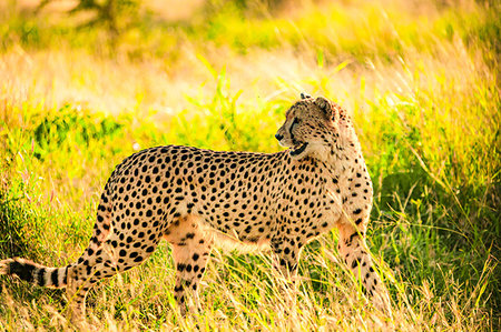 Cheetah (Acinonyx jubatus), Zululand, South Africa, Africa Stock Photo - Premium Royalty-Free, Code: 6119-09203101