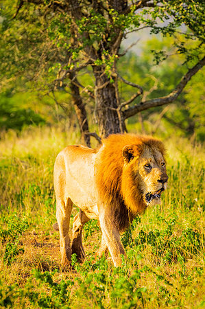 simsearch:6119-09074830,k - Lion (Panthera leo), Zululand, South Africa, Africa Stock Photo - Premium Royalty-Free, Code: 6119-09203107