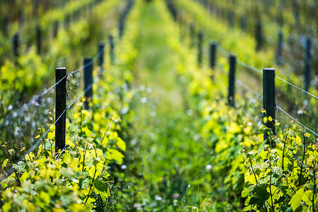 Vineyard on Sark Island, Channel Islands, United Kingdom, Europe Stock Photo - Premium Royalty-Free, Code: 6119-09203246