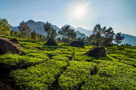 Tea plantations landscape near Munnar in the Western Ghats Mountains, Kerala, India, Asia Stock Photo - Premium Royalty-Free, Code: 6119-09203269