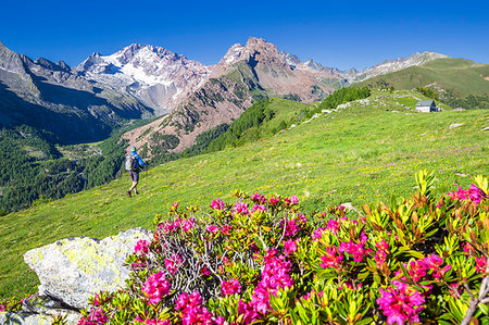 simsearch:6119-09127082,k - Hiker walkpast rhododendron flowers with Mount Disgrazia in the background, Scermendone, Valmasino, Valtellina, Lombardy, Italy, Europe Stock Photo - Premium Royalty-Free, Code: 6119-09203212