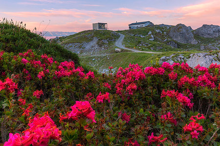 simsearch:6119-09085547,k - Rhododendrons at Segnes Hutte at sunrise, Unterer Segnesboden, Flims, District of Imboden, Canton of Grisons (Graubunden), Switzerland, Europe Photographie de stock - Premium Libres de Droits, Code: 6119-09203230