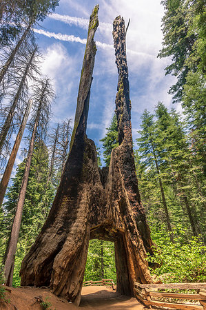simsearch:6119-08267459,k - Tuolumne Grove of Giant Sequoias, Yosemite Valley, UNESCO World Heritage Site, California, United States of America, North America Foto de stock - Sin royalties Premium, Código: 6119-09203302