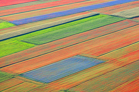 Lentil fields in bloom in Castelluccio di Norcia, Umbria, Italy, Europe Foto de stock - Sin royalties Premium, Código: 6119-09203498