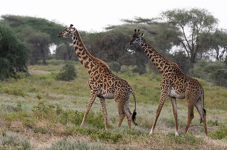 simsearch:6119-09203560,k - Masai giraffe (Giraffa camelopardalis tippelskirchi), Ndutu, Ngorongoro Conservation Area, Serengeti, Tanzania, East Africa, Africa Stock Photo - Premium Royalty-Free, Code: 6119-09203551