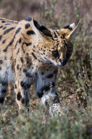 serval - Serval (Leptailurus serval), Ndutu, Ngorongoro Conservation Area, Serengeti, Tanzania, East Africa, Africa Foto de stock - Sin royalties Premium, Código: 6119-09203555