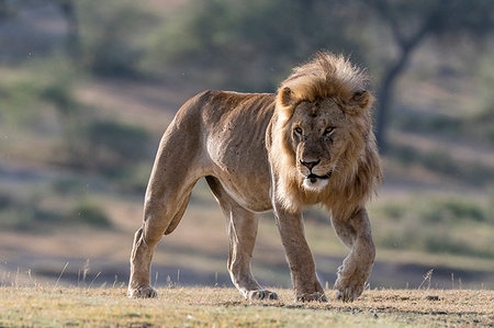 simsearch:6119-07452558,k - A male lion (Panthera leo), Ndutu, Ngorongoro Conservation Area, Serengeti, Tanzania, East Africa, Africa Foto de stock - Sin royalties Premium, Código: 6119-09203559