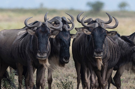 simsearch:6119-09203560,k - Blue wildebeest (gnu) (Connochaetes taurinus), Ndutu, Ngorongoro Conservation Area, Serengeti, Tanzania, East Africa, Africa Stock Photo - Premium Royalty-Free, Code: 6119-09203561