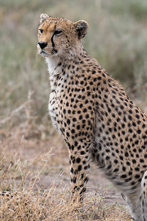 simsearch:6119-08741504,k - Cheetah (Acinonyx jubatus), Ndutu, Ngorongoro Conservation Area, Serengeti, Tanzania, East Africa, Africa Foto de stock - Sin royalties Premium, Código: 6119-09203562
