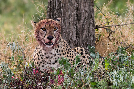 front view of a cheetah - Cheetah (Acinonyx jubatus) with a bloody face after feeding, Ndutu, Ngorongoro Conservation Area, Serengeti, Tanzania, East Africa, Africa Stock Photo - Premium Royalty-Free, Code: 6119-09203564