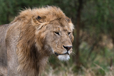 simsearch:6119-09101758,k - Lion (Panthera leo), Ndutu, Ngorongoro Conservation Area, Serengeti, Tanzania, East Africa, Africa Fotografie stock - Premium Royalty-Free, Codice: 6119-09203573