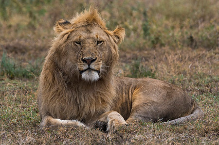 simsearch:6119-07452558,k - Lion (Panthera leo), Ndutu, Ngorongoro Conservation Area, Serengeti, Tanzania, East Africa, Africa Foto de stock - Sin royalties Premium, Código: 6119-09203576