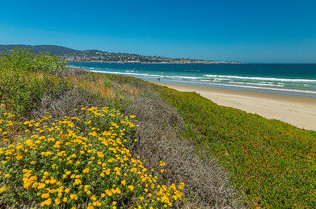 Beach and flora, Monterey Bay, Peninsula, Monterey, Pacific Ocean, California, United States of America, North America Stock Photo - Premium Royalty-Free, Code: 6119-09203611