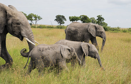 simsearch:6119-08062244,k - Herd of elephants crossing the Maasai Mara National Reserve, Kenya, East Africa, Africa Stock Photo - Premium Royalty-Free, Code: 6119-09214010