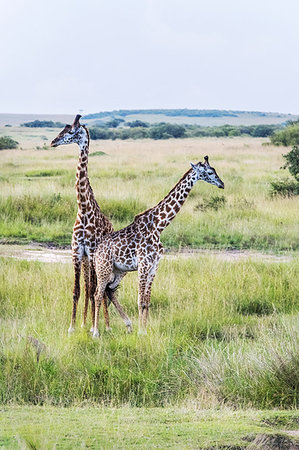 simsearch:6119-07452687,k - A pair of giraffe, Maasai Mara National Reserve, Kenya, East Africa, Africa Photographie de stock - Premium Libres de Droits, Code: 6119-09214011
