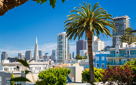 simsearch:6119-09214172,k - Downtown San Francisco with the Transamerica Pyramid and huge palm tree, San Francisco, California, United States of America, North America Fotografie stock - Premium Royalty-Free, Codice: 6119-09214197