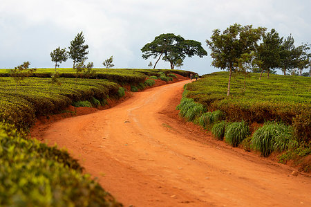 Cultivation of tea in the south of Malawi, East Africa, Africa Foto de stock - Sin royalties Premium, Código: 6119-09214286