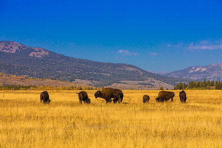 simsearch:6119-09228802,k - Buffalo roaming free in Jackson, Wyoming, United States of America, North America Photographie de stock - Premium Libres de Droits, Code: 6119-09228621