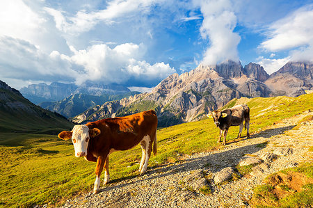 Grazing cows at San Nicolo Pass, Fassa Valley, Trentino, Dolomites, Italy, Europe Foto de stock - Sin royalties Premium, Código: 6119-09228781