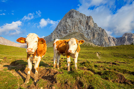 Grazing cows at San Nicolo Pass, Fassa Valley, Trentino, Dolomites, Italy, Europe Foto de stock - Sin royalties Premium, Código: 6119-09228782