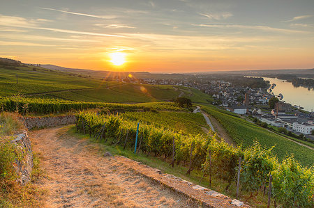 Vineyards at sunrise, Rudesheim, Rhineland-Palatinate, Germany, Europe Stock Photo - Premium Royalty-Free, Code: 6119-09228951