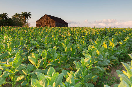 plantation united states - Tobacco farm for Cuban cigars in Vinales, Cuba, West Indies, Caribbean, Central America Foto de stock - Sin royalties Premium, Código: 6119-09228903