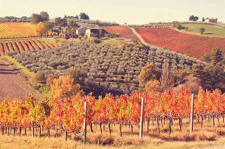 simsearch:6129-09044093,k - Vineyards of Sagrantino di Montefalco in autumn, Umbria, Italy, Europe Photographie de stock - Premium Libres de Droits, Code: 6119-09228911