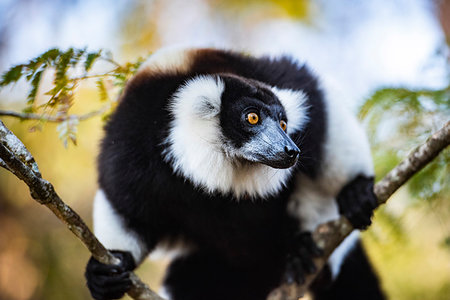 perinet - Black and White Ruffed Lemur (Varecia variegata), endemic to Madagascar, Andasibe, Africa Photographie de stock - Premium Libres de Droits, Code: 6119-09238543