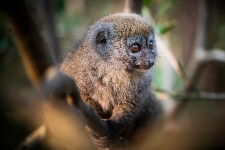 simsearch:6119-09238540,k - Grey Bamboo Lemur (Hapalemur), Andasibe, Madagascar, Africa Foto de stock - Sin royalties Premium, Código: 6119-09238542
