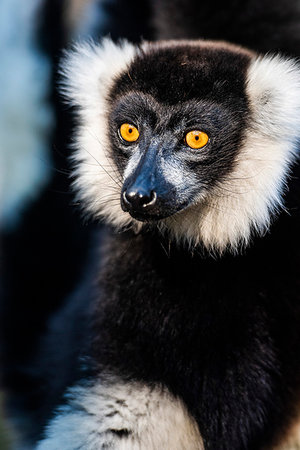 perinet - Black and White Ruffed Lemur (Varecia variegata), endemic to Madagascar, Andasibe, Africa Photographie de stock - Premium Libres de Droits, Code: 6119-09238544