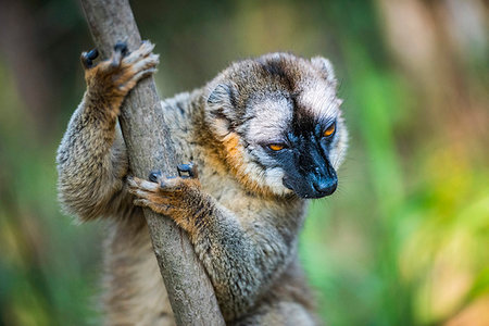 simsearch:6119-09238540,k - Common Brown Lemur (Eulemur fulvus), Andasibe, Madagascar, Africa Foto de stock - Sin royalties Premium, Código: 6119-09238545