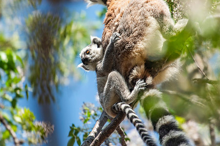 Baby Ring-tailed Lemur (Lemur catta), Anja Community Reserve, Haute Matsiatra Region, Madagascar, Africa Photographie de stock - Premium Libres de Droits, Code: 6119-09238563