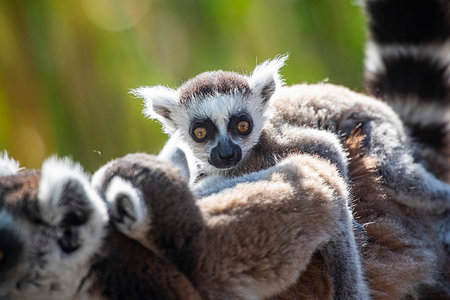 simsearch:6119-09238540,k - Baby Ring-tailed Lemur (Lemur catta), Anja Community Reserve, Haute Matsiatra Region, Madagascar, Africa Foto de stock - Sin royalties Premium, Código: 6119-09238564