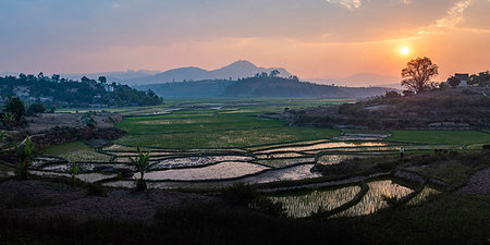 Rice paddy fields landscape at sunset, near Ranomafana, Haute Matsiatra Region, Madagascar, Africa Stock Photo - Premium Royalty-Free, Code: 6119-09238587
