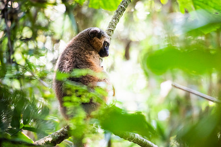 simsearch:6119-09238540,k - Golden Bamboo Lemur (Hapalemur aureus), Ranomafana National Park, Haute Matsiatra Region, Madagascar, Africa Foto de stock - Sin royalties Premium, Código: 6119-09238590