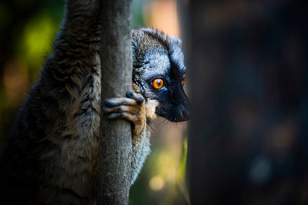 simsearch:6119-09238540,k - Common Brown Lemur (Eulemur fulvus), Andasibe, Madagascar, Africa Foto de stock - Sin royalties Premium, Código: 6119-09238537