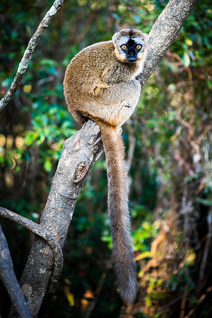 perinet - Common Brown Lemur (Eulemur fulvus), Andasibe, Madagascar, Africa Photographie de stock - Premium Libres de Droits, Code: 6119-09238538