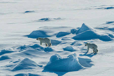 simsearch:6119-07451283,k - Polar bear cubs(Ursus maritimus) in the high arctic near the North Pole, Arctic, Russia, Europe Foto de stock - Sin royalties Premium, Código: 6119-09238694