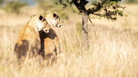 simsearch:6119-09101761,k - Two lionesses observing their territory, Masai Mara, Kenya, East Africa, Africa Stock Photo - Premium Royalty-Free, Code: 6119-09238742