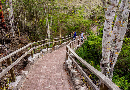 Palo Santo Forest by the Tortuga Bay trail, Santa Cruz (Indefatigable) Island, Galapagos, UNESCO World Heritage Site, Ecuador, South America Stock Photo - Premium Royalty-Free, Code: 6119-09238788