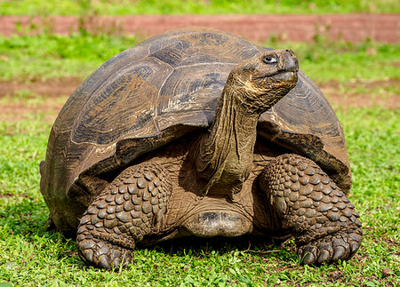 Giant Tortoise, El Chato, Highlands of Santa Cruz (Indefatigable) Island, Galapagos, UNESCO World Heritage Site, Ecuador, South America Stock Photo - Premium Royalty-Free, Code: 6119-09238790