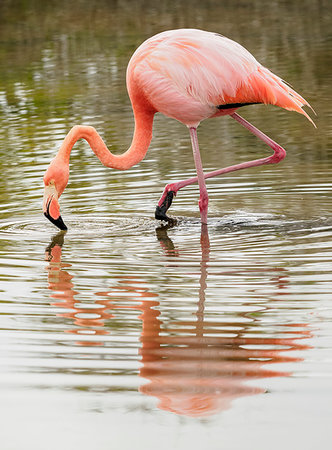 Greater flamingo (Phoenicopterus roseus), Lagoon by the Bachas Beach, Santa Cruz (Indefatigable) Island, Galapagos, UNESCO World Heritage Site, Ecuador, South America Photographie de stock - Premium Libres de Droits, Code: 6119-09238794