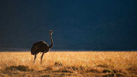 simsearch:6119-07452687,k - Backlit Ostrich in the early morning light, Masai Mara, Kenya, East Africa, Africa Photographie de stock - Premium Libres de Droits, Code: 6119-09238737
